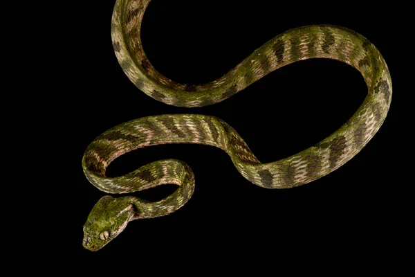 Bengkulu Kattenslang Boiga Bengkuluensis — Stockfoto