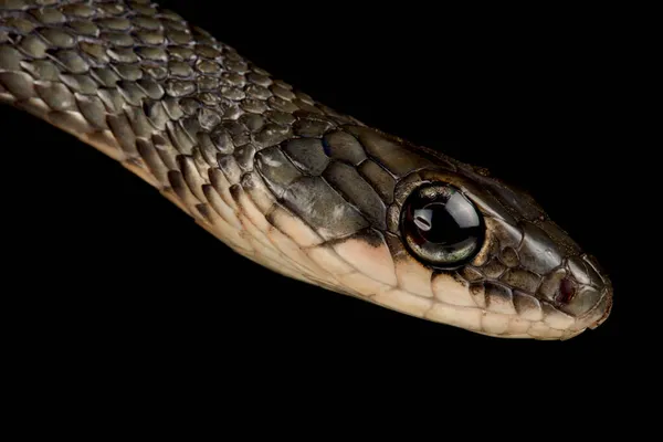 Serpente Ratto Dal Ventre Bianco Ptyas Fusca — Foto Stock