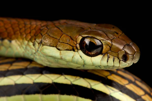 Білоплетена Змія Щурів Ptyas Fusca — стокове фото