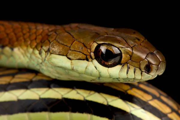 Attacking Snake / Great Lakes Viper / Atheris Nitschei Stock Image