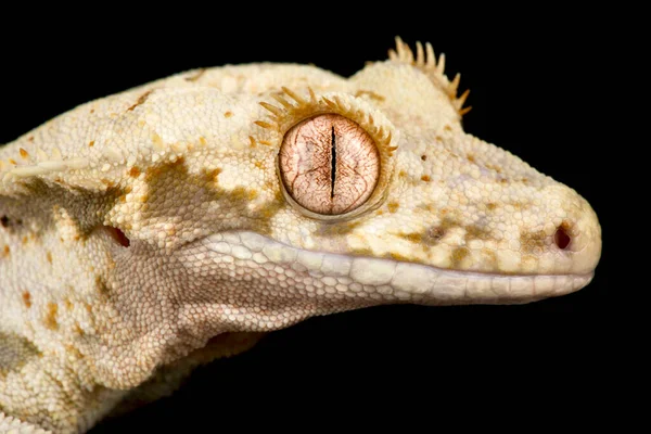 Gecko Czubate Correlophus Ciliatus — Zdjęcie stockowe