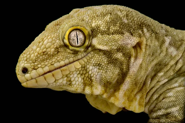 New Caledonian Mossy Gecko Mniarogekko Chahoua — Fotografia de Stock