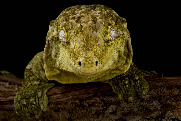 Nueva Caledonian Mossy Gecko Mniarogekko Chahoua —  Fotos de Stock