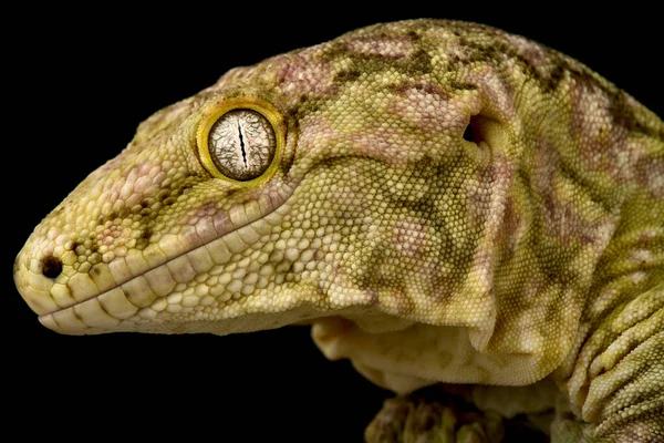 New Caledonian Mossy Gecko Mniarogekko Chahoua — Fotografia de Stock