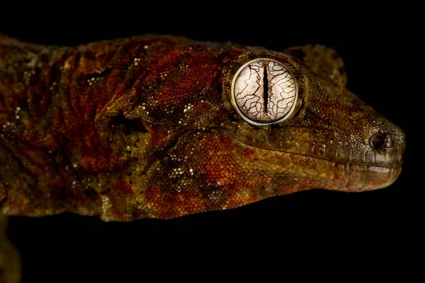 New Caledonian Mossy Gecko Mniarogekko Chahoua — Fotografia de Stock