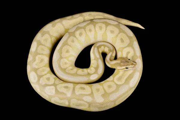 Bola Rolada Python Python Regius — Fotografia de Stock