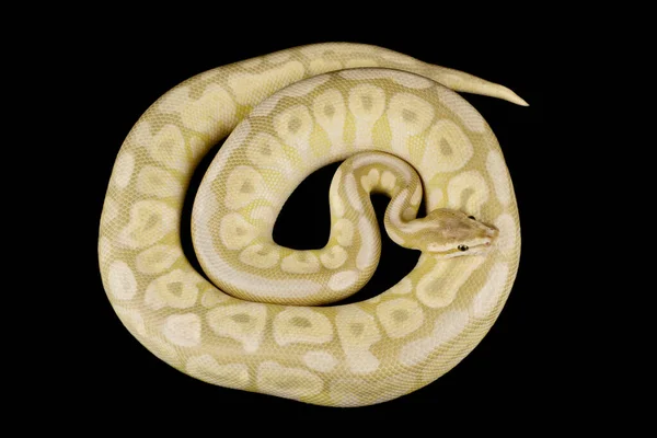 Rolled Ball Python Python Regius — Stock Photo, Image