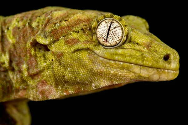 New Caledonian Mossy Gecko Mniarogekko Chahoua — Stock Photo, Image