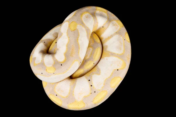 Pitone Sfera Arrotolato Python Regius — Foto Stock