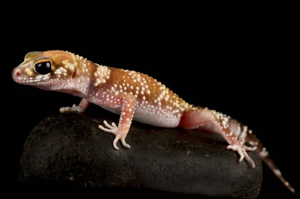 Gecko Cauda Média Nephrurus Vertebralis — Fotografia de Stock