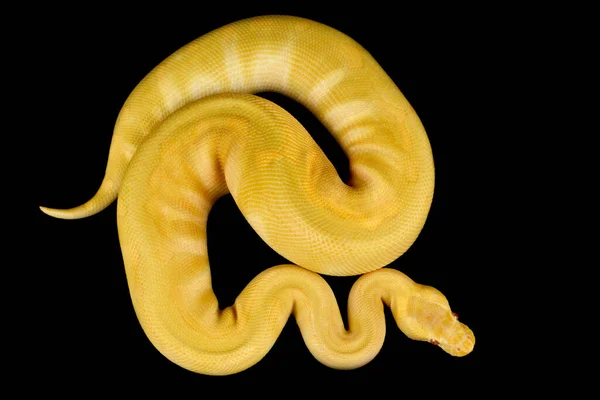 Super Enchi Albino Ball Python Python Regius — стокове фото