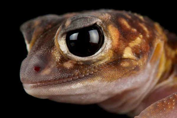 Midline Knob Tailed Gecko Nephrurus Vertebralis — Stock Photo, Image