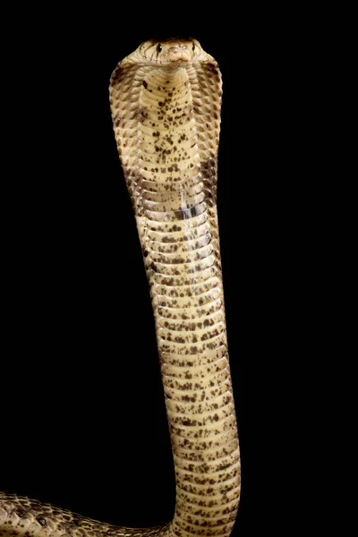 Nyugat Afrikai Erdei Kobra Naja Savannula — Stock Fotó