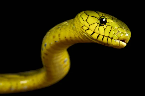 Западно Зелёная Мамба Dendroaspis Viridis — стоковое фото