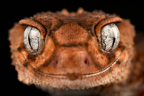 Gecko Cauda Maçaneta Nephrurus Wheeleri — Fotografia de Stock