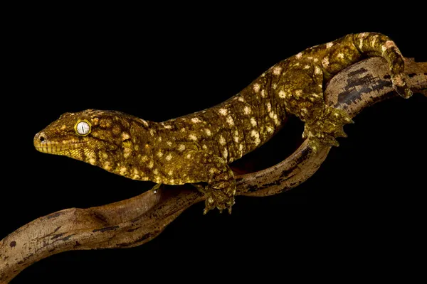 Close Retrato Lagarto Fundo Preto — Fotografia de Stock