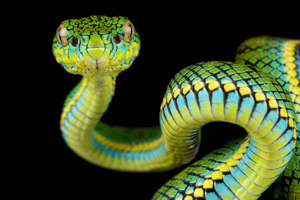 Schultzes Pit Viper Paris Schultzei — 스톡 사진