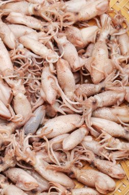 taze mürekkep balığı yakaladım