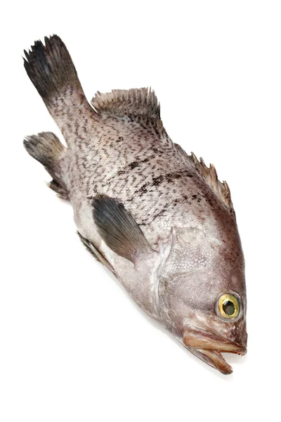 Fresh Grouper — Stock Photo, Image