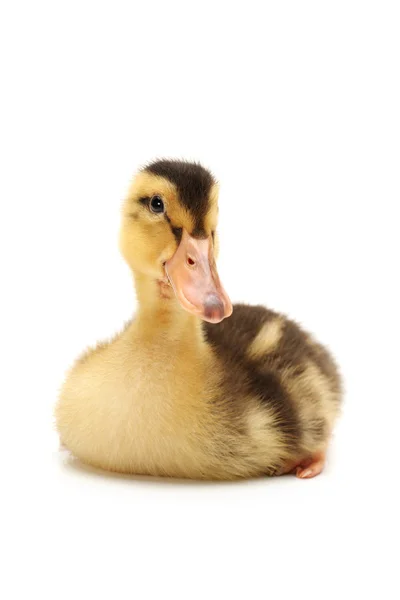 Duckling — Stock Photo, Image