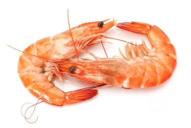 Shrimps clipart