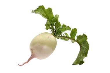 parti sadakat turp
