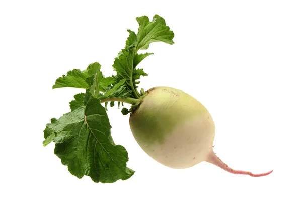 Party loyalty radish — Stock Photo, Image