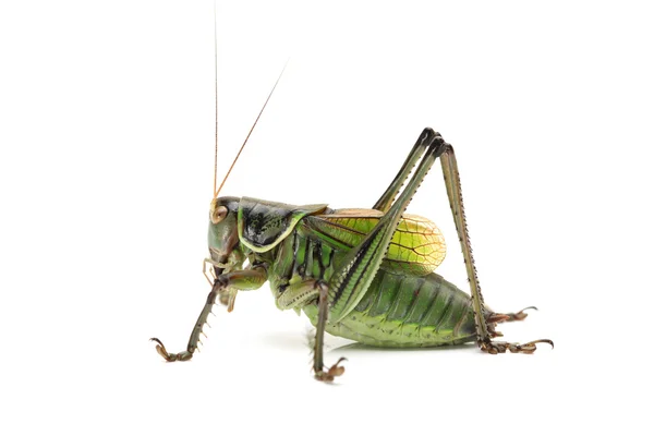 Green grasshopper — Stock Photo, Image