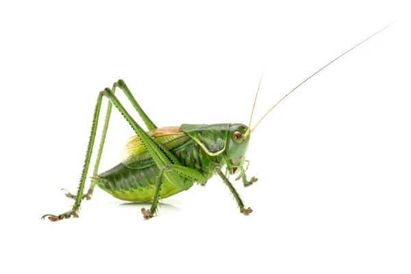 Grüne Heuschrecke — Stockfoto