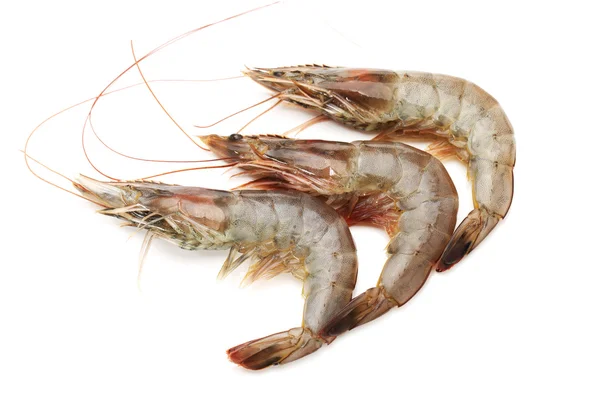 Raw shrimp — Stock Photo, Image