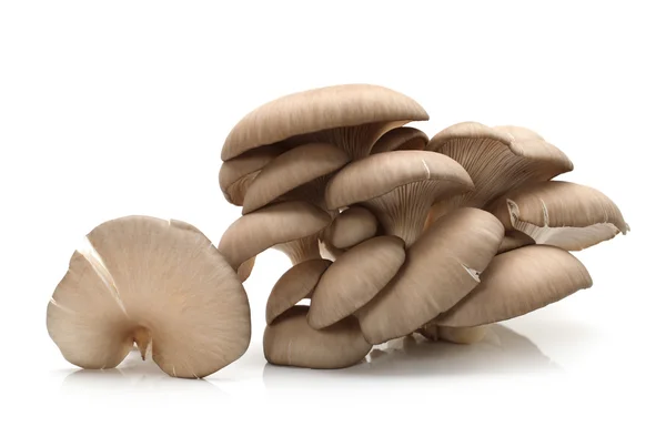 Funghi di ostrica — Foto Stock