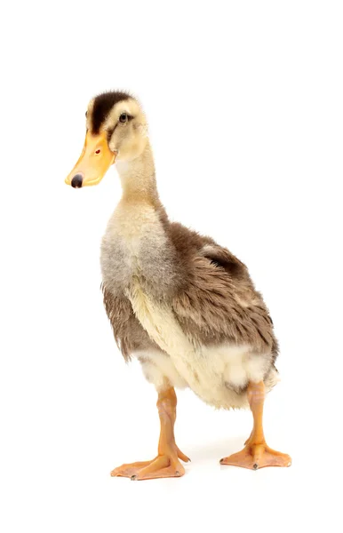 Duckling — Stock Photo, Image