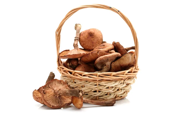 Hazel mushroom — Stock Photo, Image
