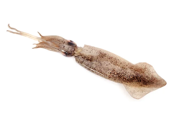 Vers gevangen squid — Stockfoto