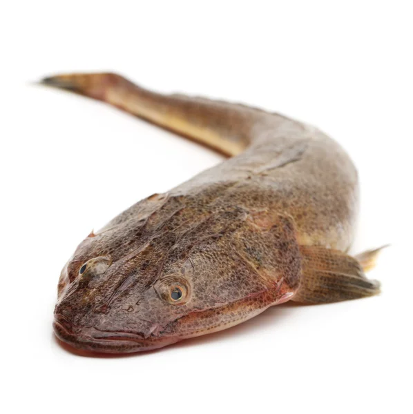 Rå fisk – stockfoto