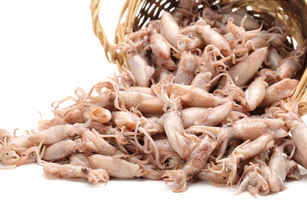 Small Freshly Steamed Squids — Stock Photo, Image