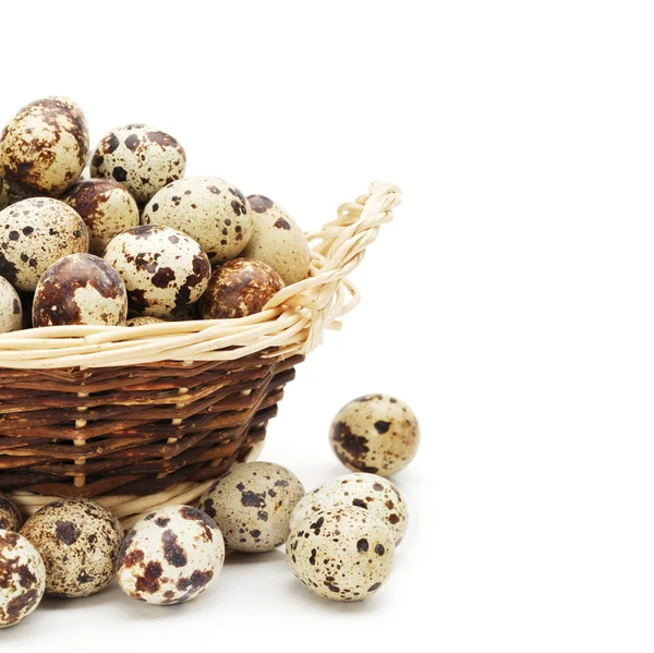 Quail eggs — Stock Photo, Image