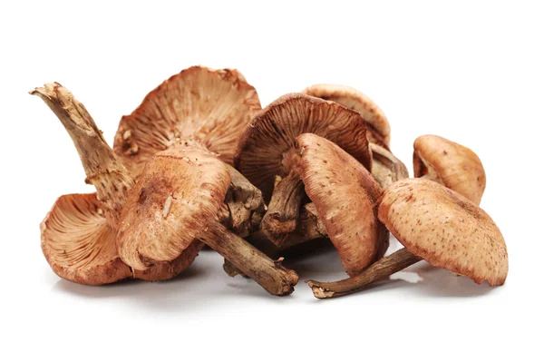 Hazel mushroom — Stock Photo, Image