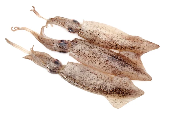 Nyfångad squid — Stockfoto