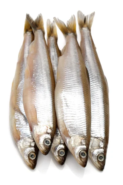 Alimentos para peces — Foto de Stock