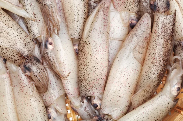 Свежепойманный кальмар — стоковое фото