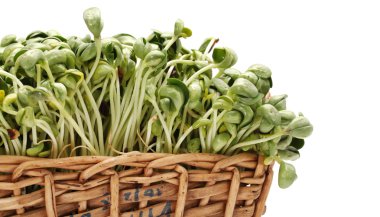 siyah fasulye filizi