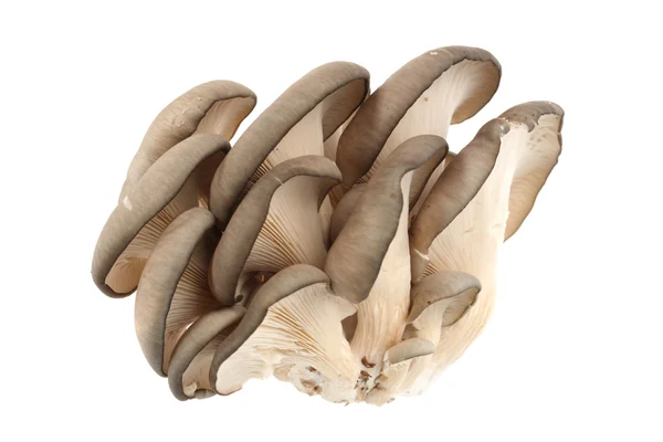 Funghi di ostrica — Foto Stock