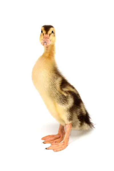 Duckling — Stock Photo, Image