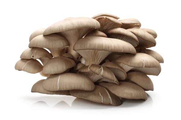 Oyster mushroom — Stock Photo, Image