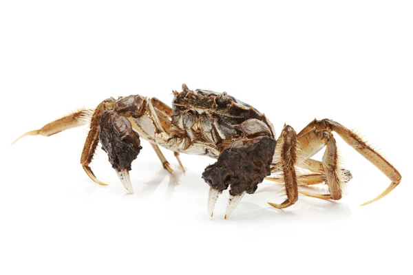 En färsk krabba på en vit — Stockfoto