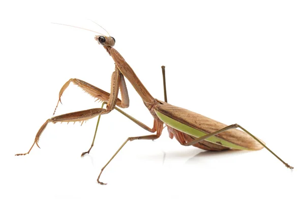 Afbeelding van een Europese mantis — Stockfoto