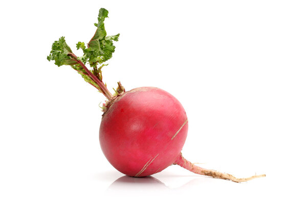 Fresh radish