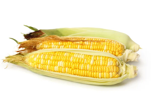 Grain corn — Stock Photo, Image