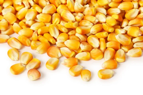 Grain corn — Stock Photo, Image